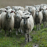Бизнес-план «Расширение крестьянско-фермерского хозяйства по разведению овец» в Лаишевском районе Республики Татарстан