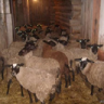 Бизнес-план «Развитие семейной животноводческой фермы по разведению овец в Тетюшинском районе Республики Татарстан»