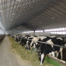 Бизнес-план «Реконструкция семейной молочной фермы на 50 голов КРС» в Заинском районе Республики Татарстан